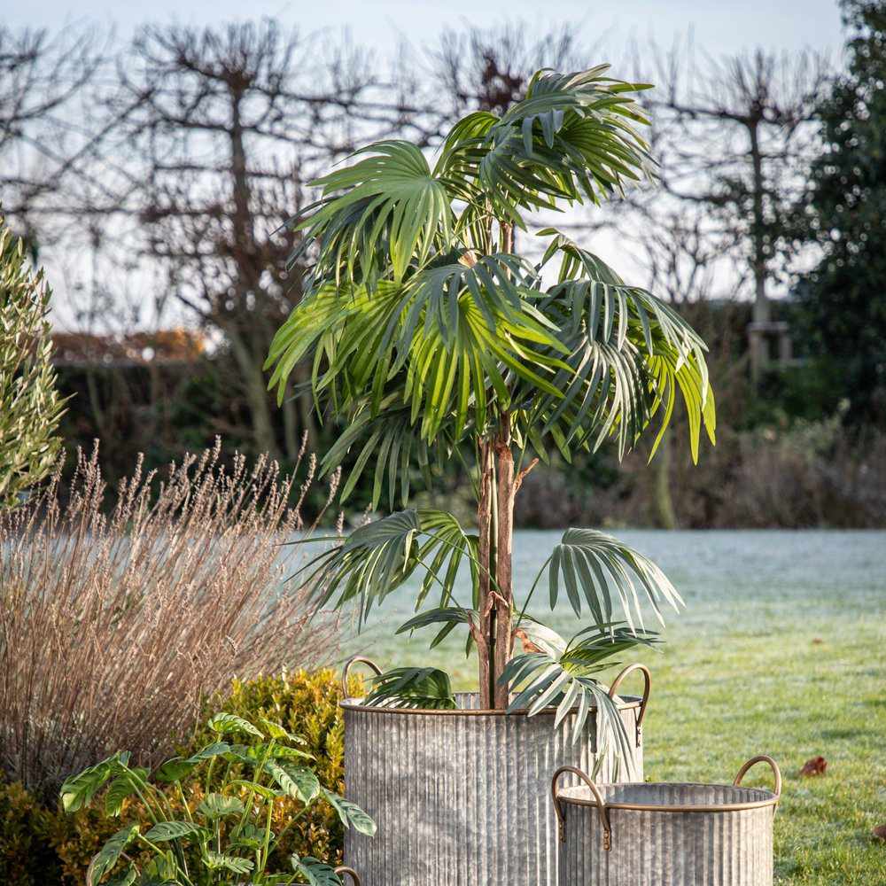 Everlasting Fan Palm Tall - NEST & FLOWERS