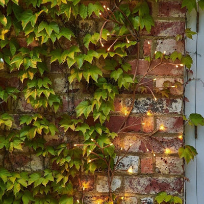 X3 Ivy Branch Lights