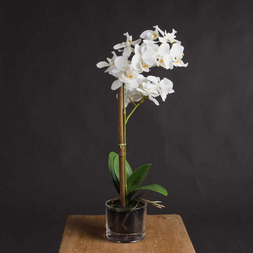 Harmony White Potted Orchid