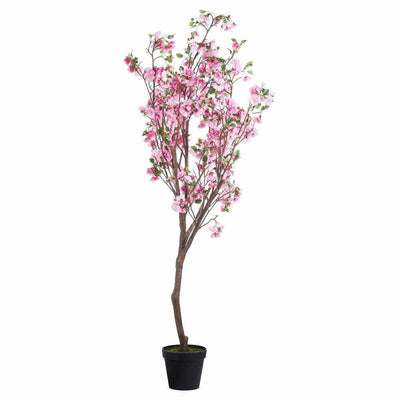 PLANTS - Large Cherry Blossom Tree