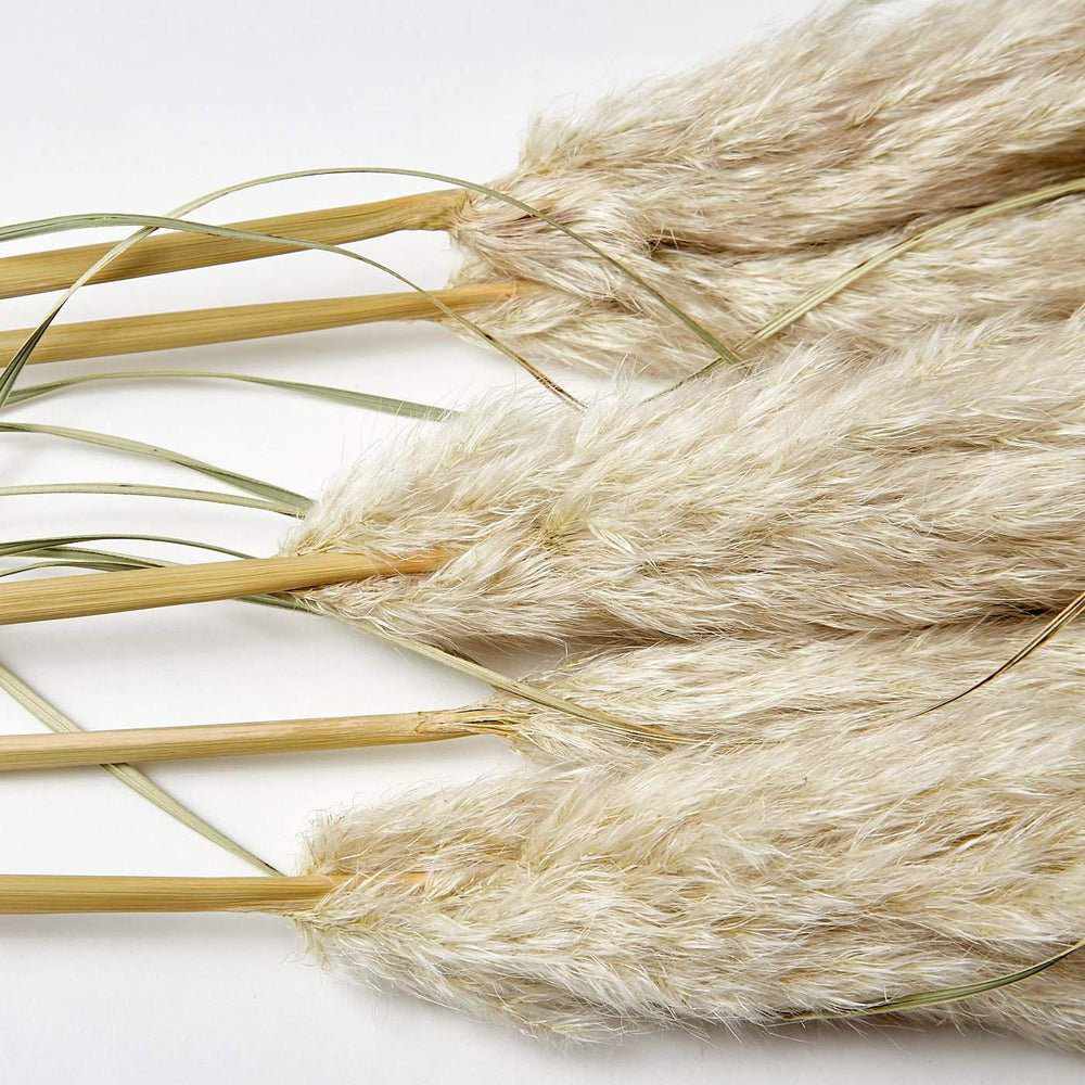Large Pampas Grass (x5 Stems)
