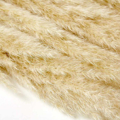 Large Pampas Grass (x5 Stems)
