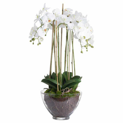 Large White Orchid In Glass Pot - NEST & FLOWERS