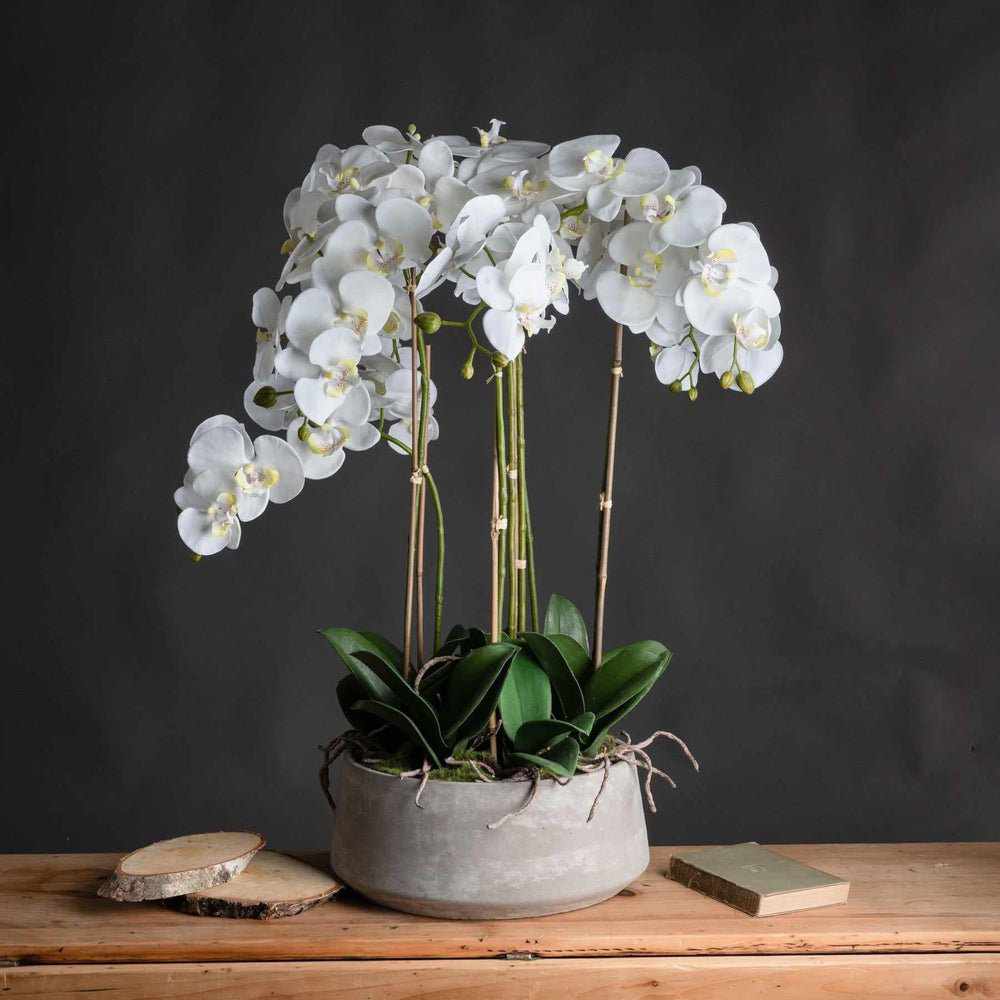 Large White Orchid In Stone Pot - NEST & FLOWERS