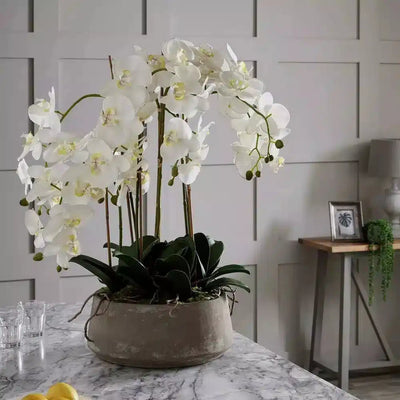 Large White Orchid In Stone Pot - NEST & FLOWERS
