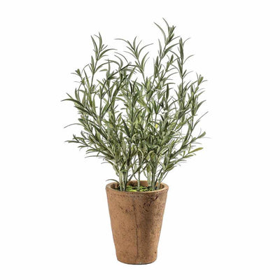 PLANTS - Lavender Olive With Clay Pot