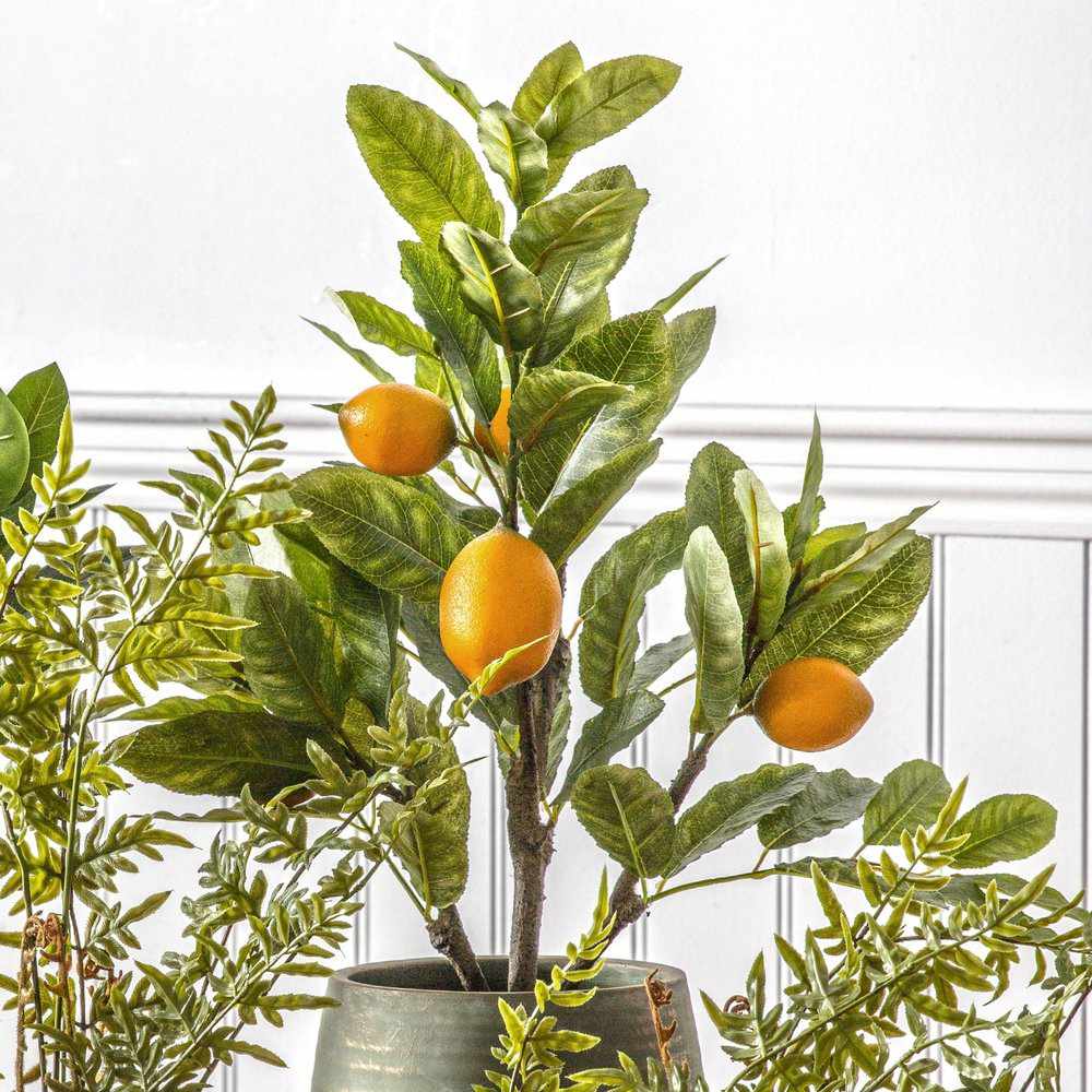 PLANTS - Lemon Tree