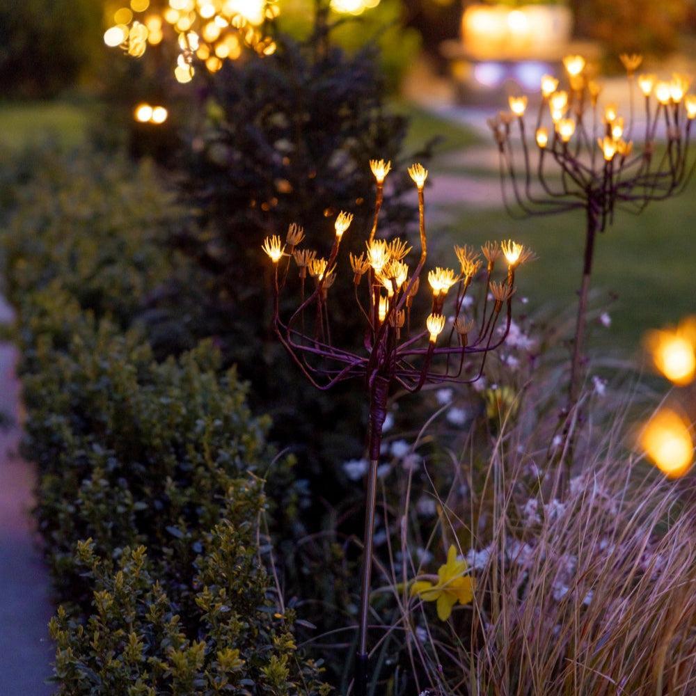 X24 Wild Fennel Lights
