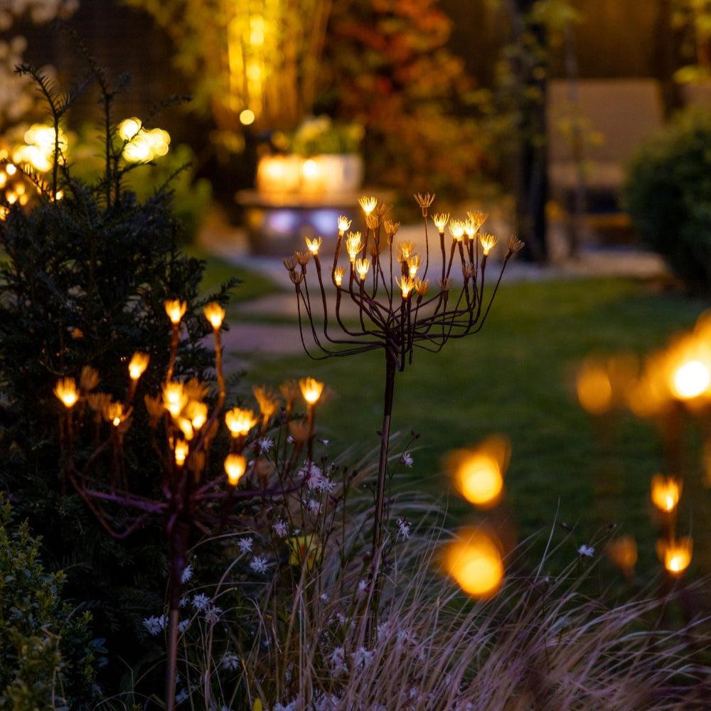 X24 Wild Fennel Lights