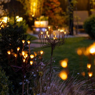 X24 Wild Fennel Lights