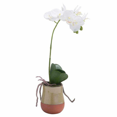 Orchid In Terracotta Glazed Pot - NEST & FLOWERS