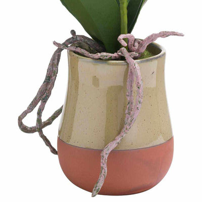 Orchid In Terracotta Glazed Pot - NEST & FLOWERS