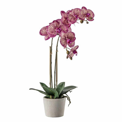PLANTS - Orchid Pink With Ceramic Pot