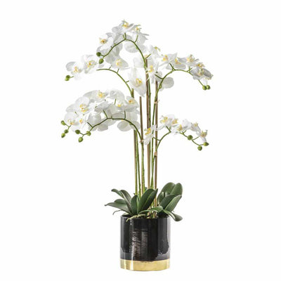 PLANTS - Orchid White With Black Gold Pot