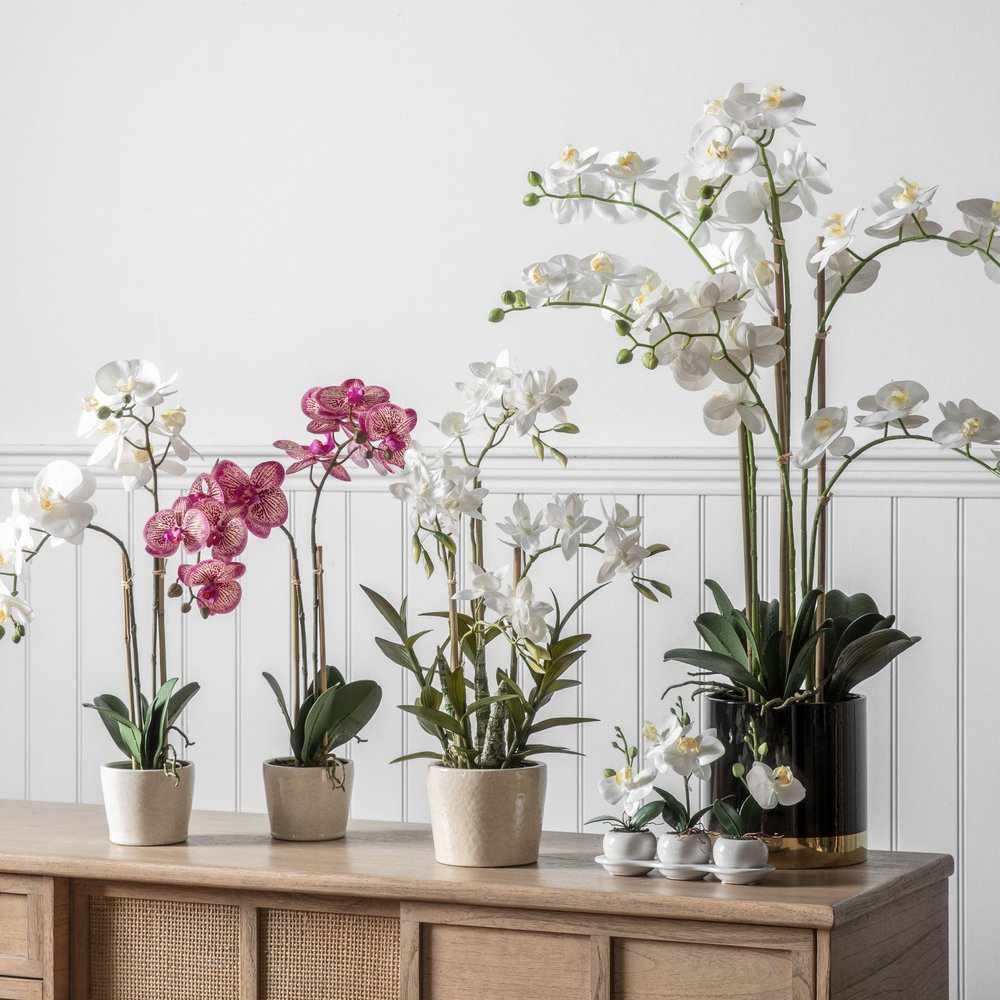 PLANTS - Orchid White With Black Gold Pot