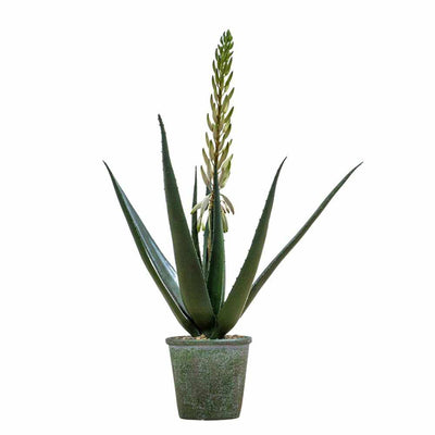 PLANTS - Potted Aloe With Flowers