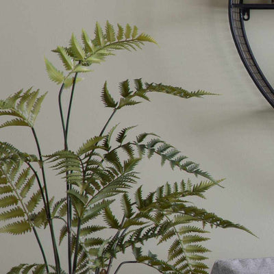PLANTS - Potted Fern In Cement Pot