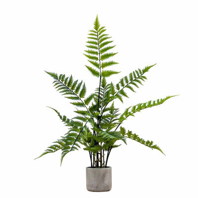 PLANTS - Potted Fern In Cement Pot