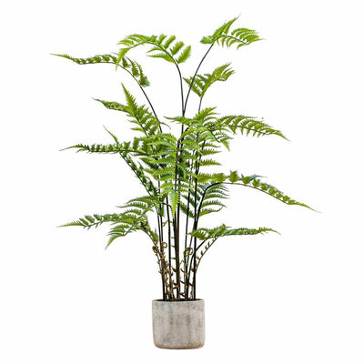 PLANTS - Potted Fern In Cement Pot Large