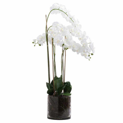 Tall White Orchid In Glass Pot - NEST & FLOWERS