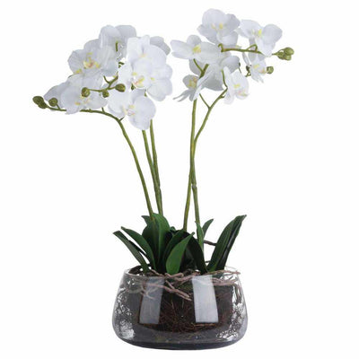 White Orchid In Glass Pot - NEST & FLOWERS