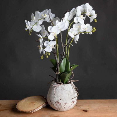 White Orchid In Stone Pot - NEST & FLOWERS