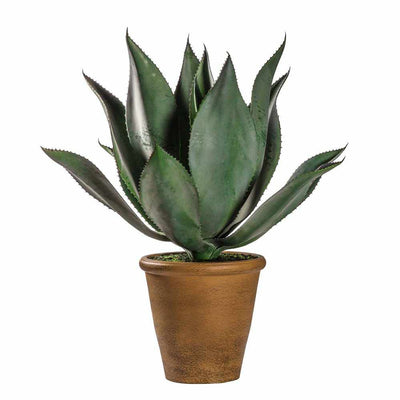 PLANTS - Wide Leaf Aloe