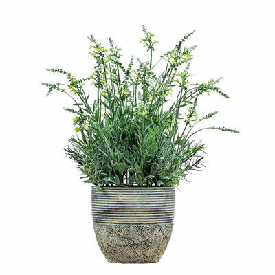 PLANTS - X2 Potted Lavender Green