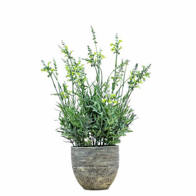 PLANTS - X2 Potted Lavender Green