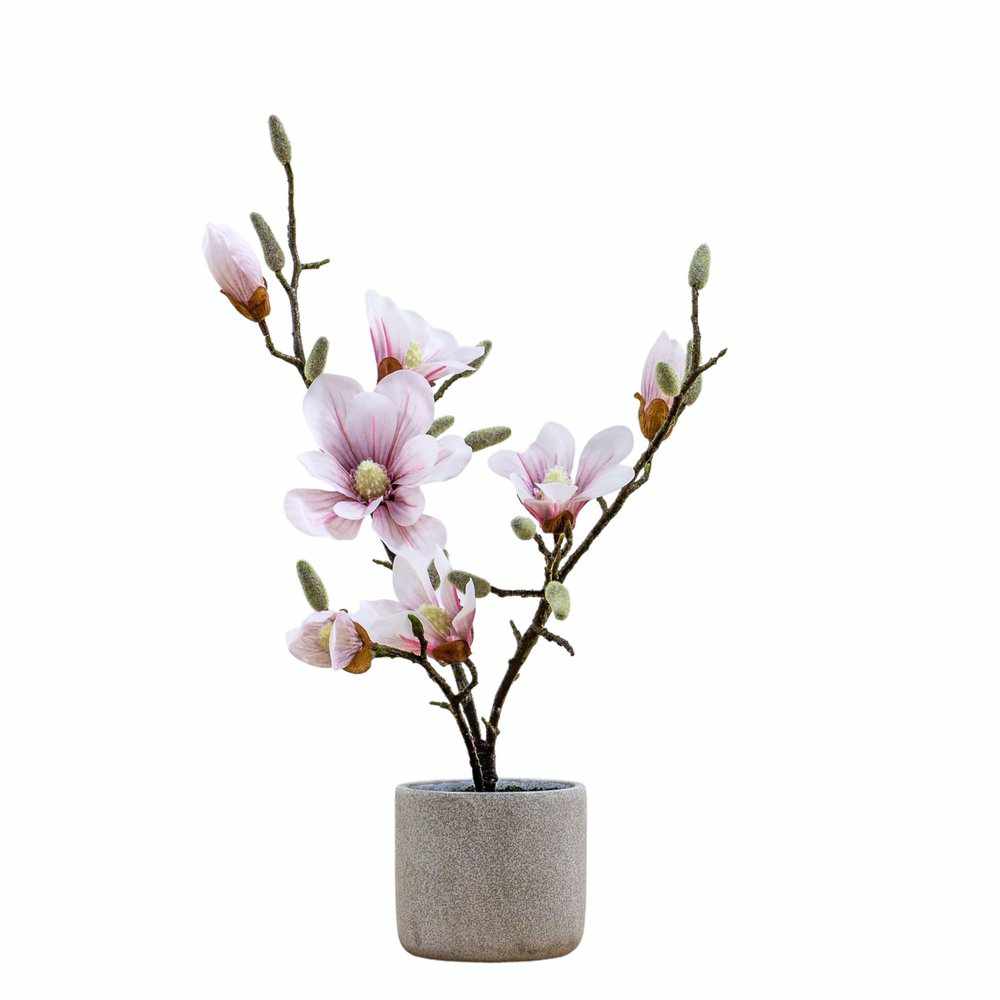 PLANTS - X2 Potted Magnolia Pink & White