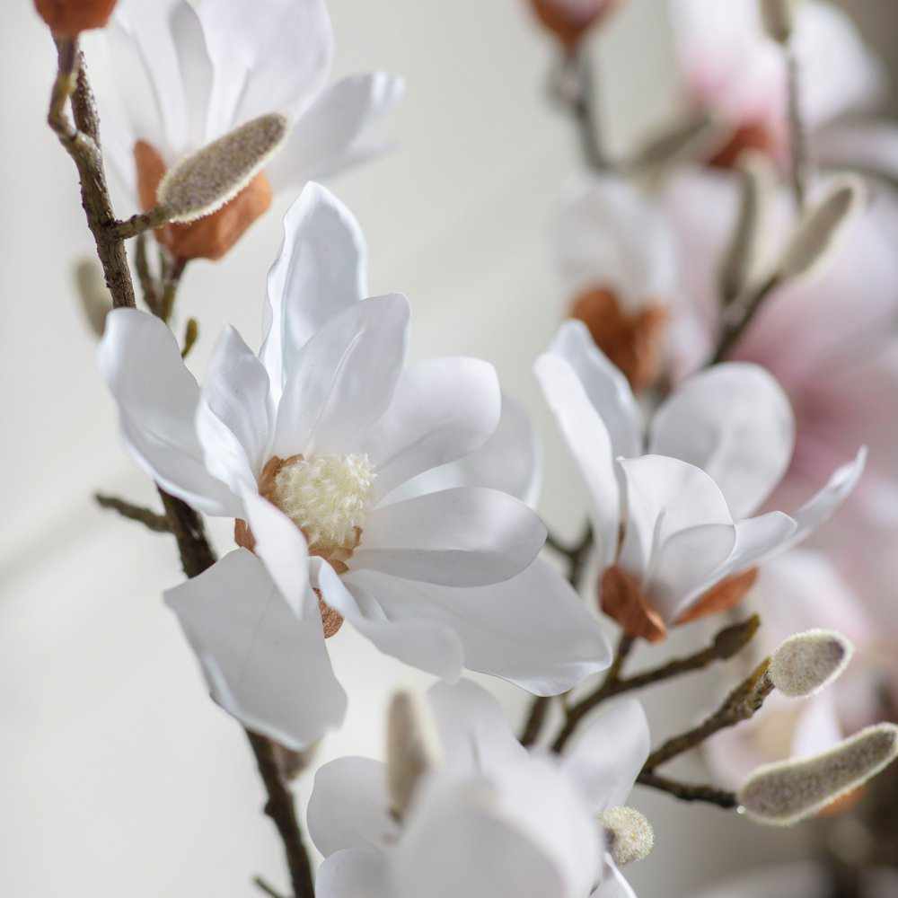 PLANTS - X2 Potted Magnolia Pink & White