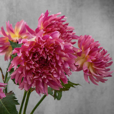 PLANTS - X6 Dahlia Stems Dark Pink