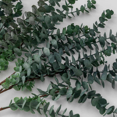 PLANTS - X6 Eucalyptus Spray Green