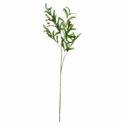 PLANTS - X6 Olive Branches