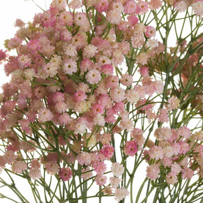 PLANTS - X6 Pink Babys Breath Gypsophilia