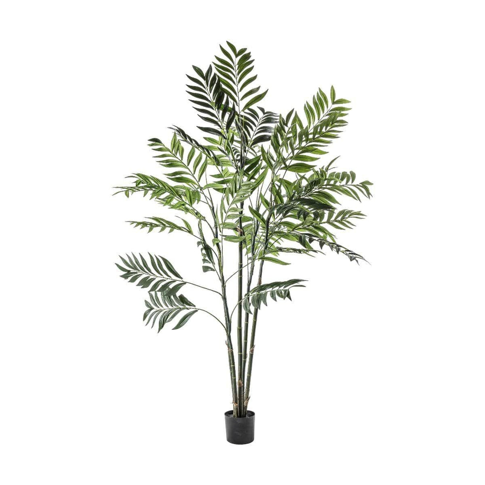 PLANTS - Large Areca Palm Tree