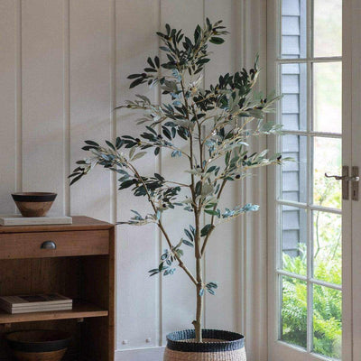 PLANTS - Large Olive Tree