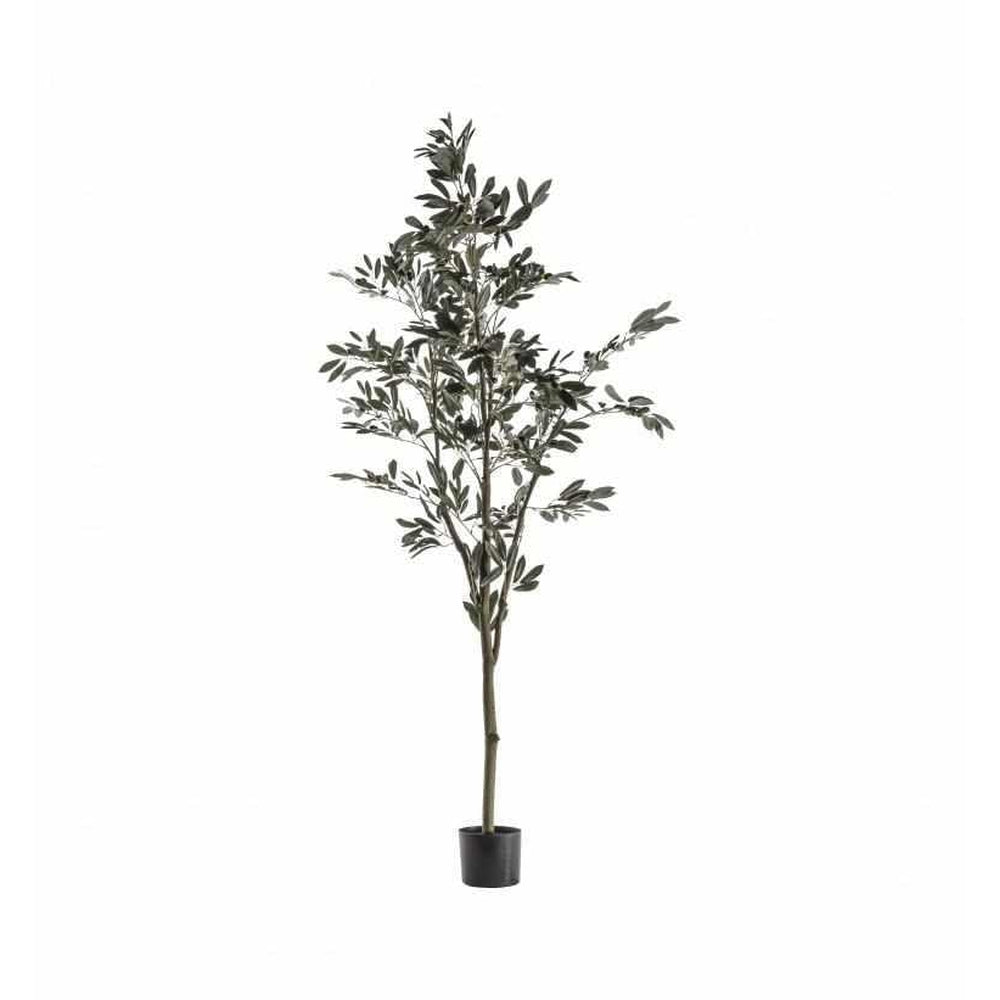 PLANTS - Large Olive Tree